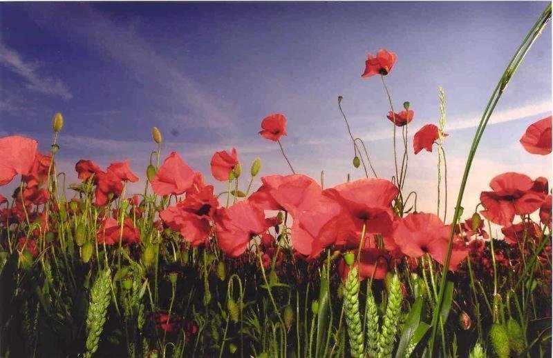 Remembrance Day fund raiser will launch final year of Normandy Veterans ...